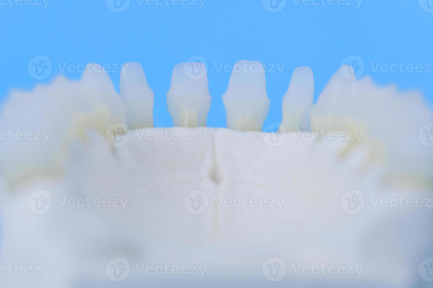 mâchoire humaine inférieure avec modèle d'anatomie des dents photo