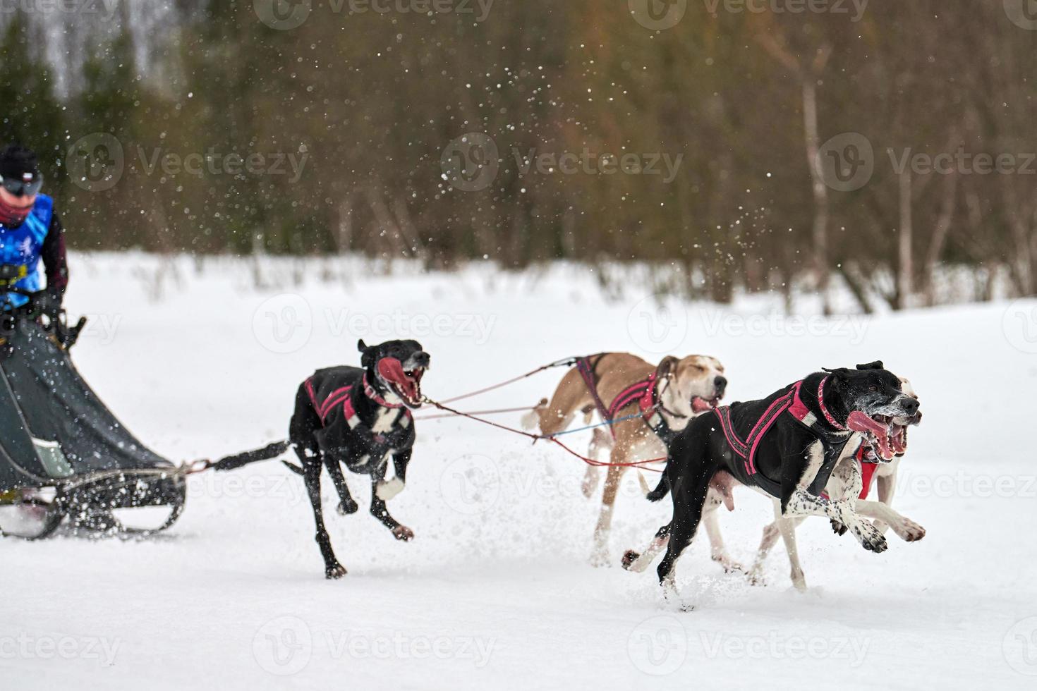 course hivernale de chiens de traîneau photo