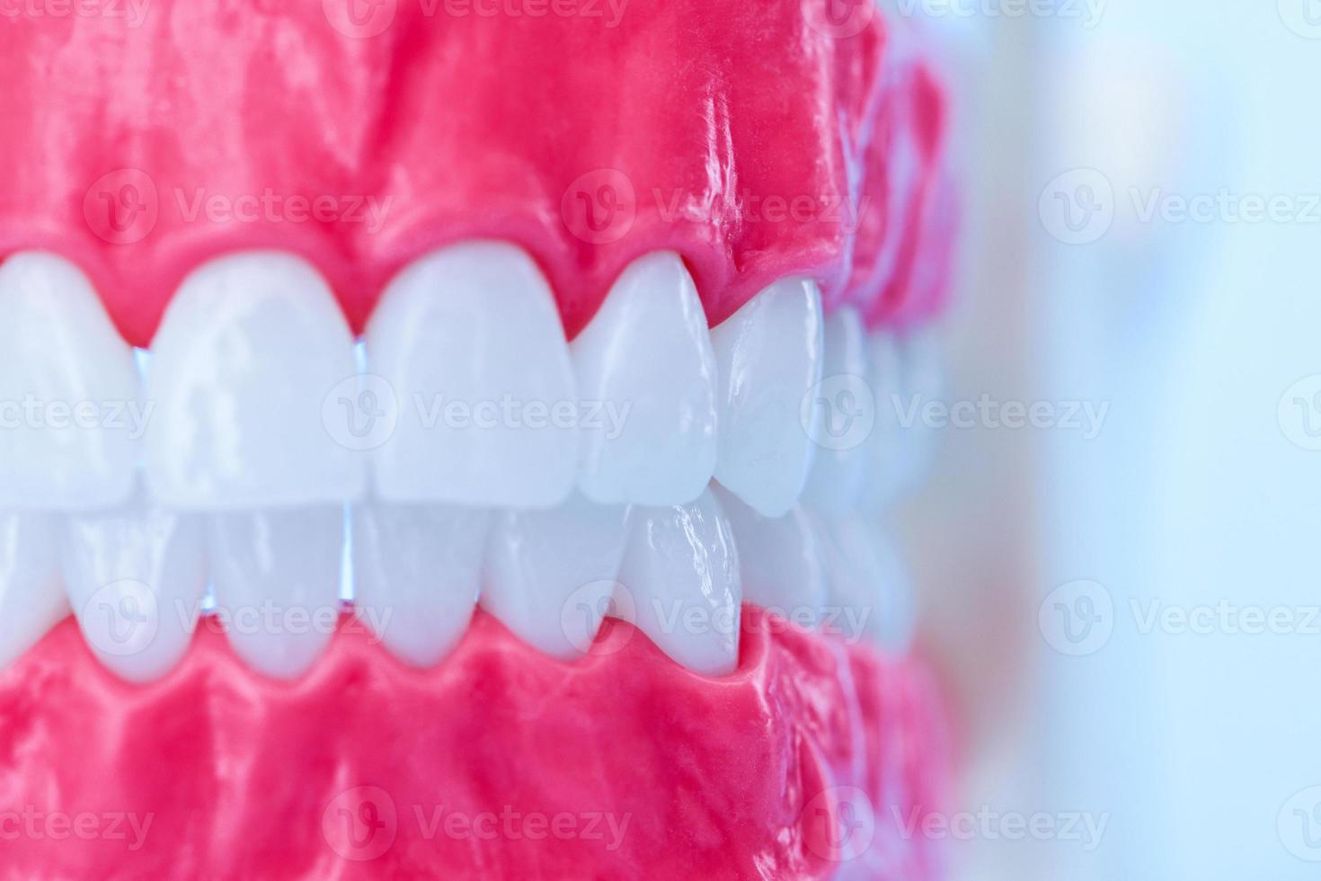 mâchoire humaine avec modèle d'anatomie des dents et des gencives photo