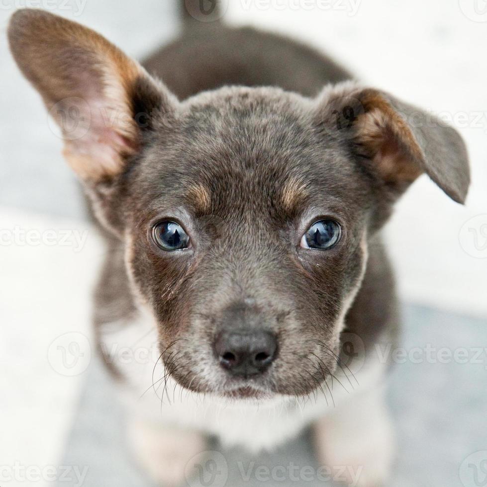 Petit Chiot Mignon En Levant Banque De Photos