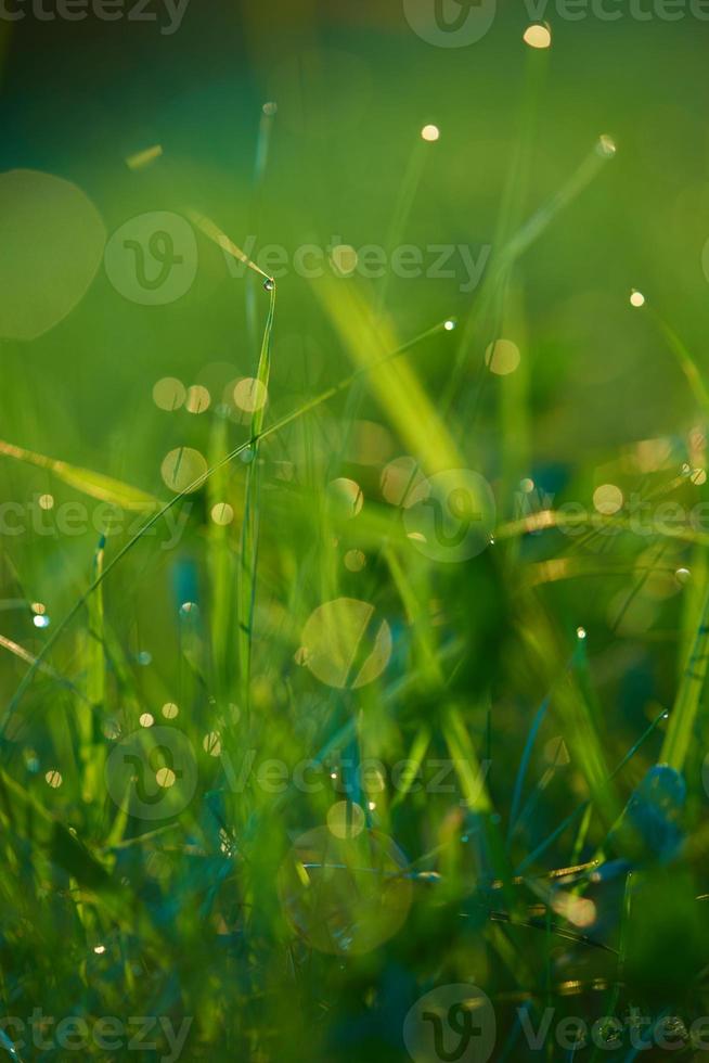 herbe avec des gouttes de rosée photo