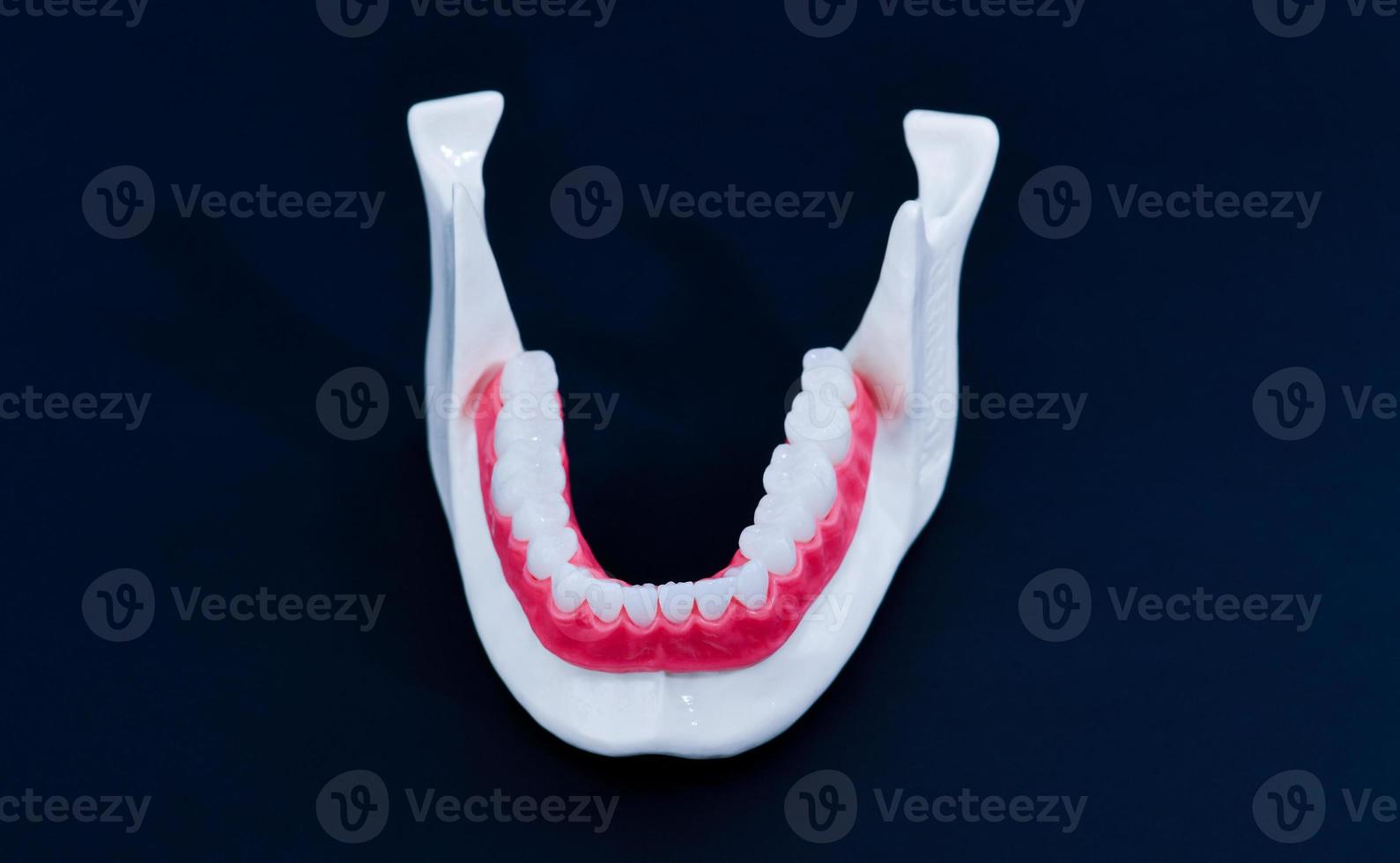 mâchoire humaine inférieure avec modèle d'anatomie des dents et des gencives photo
