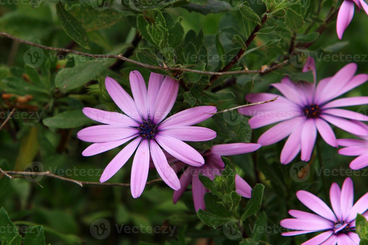 fleurs d'été dans un parc de la ville d'israël. photo