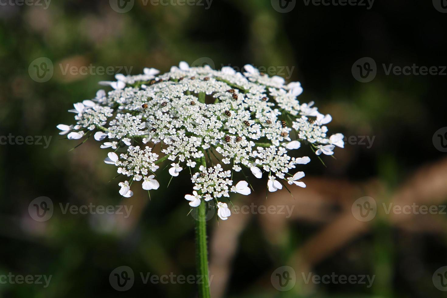 fleurs d'été dans un parc de la ville d'israël. photo