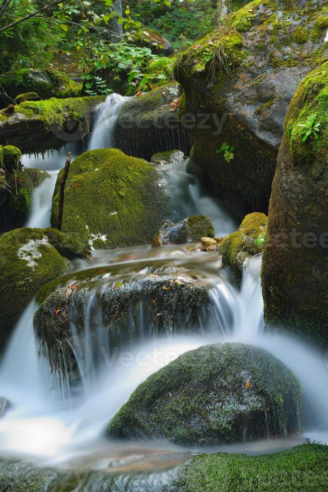 ruisseau en forêt photo