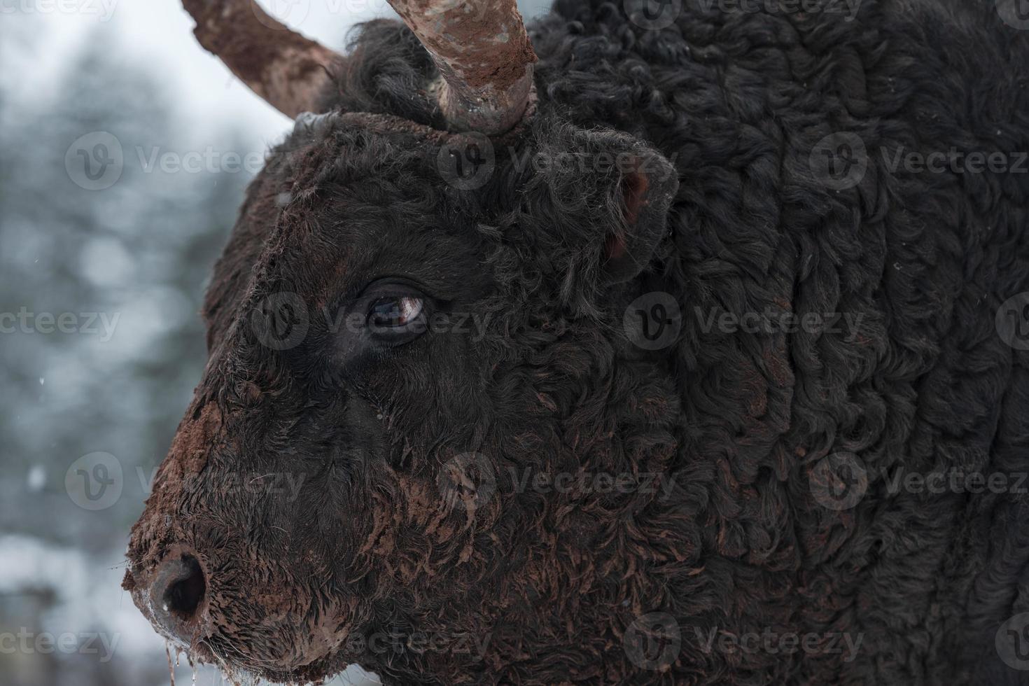 image en gros plan du grand taureau noir dans la neige s'entraînant à se battre dans l'arène. le concept de tauromachie. mise au point sélective photo