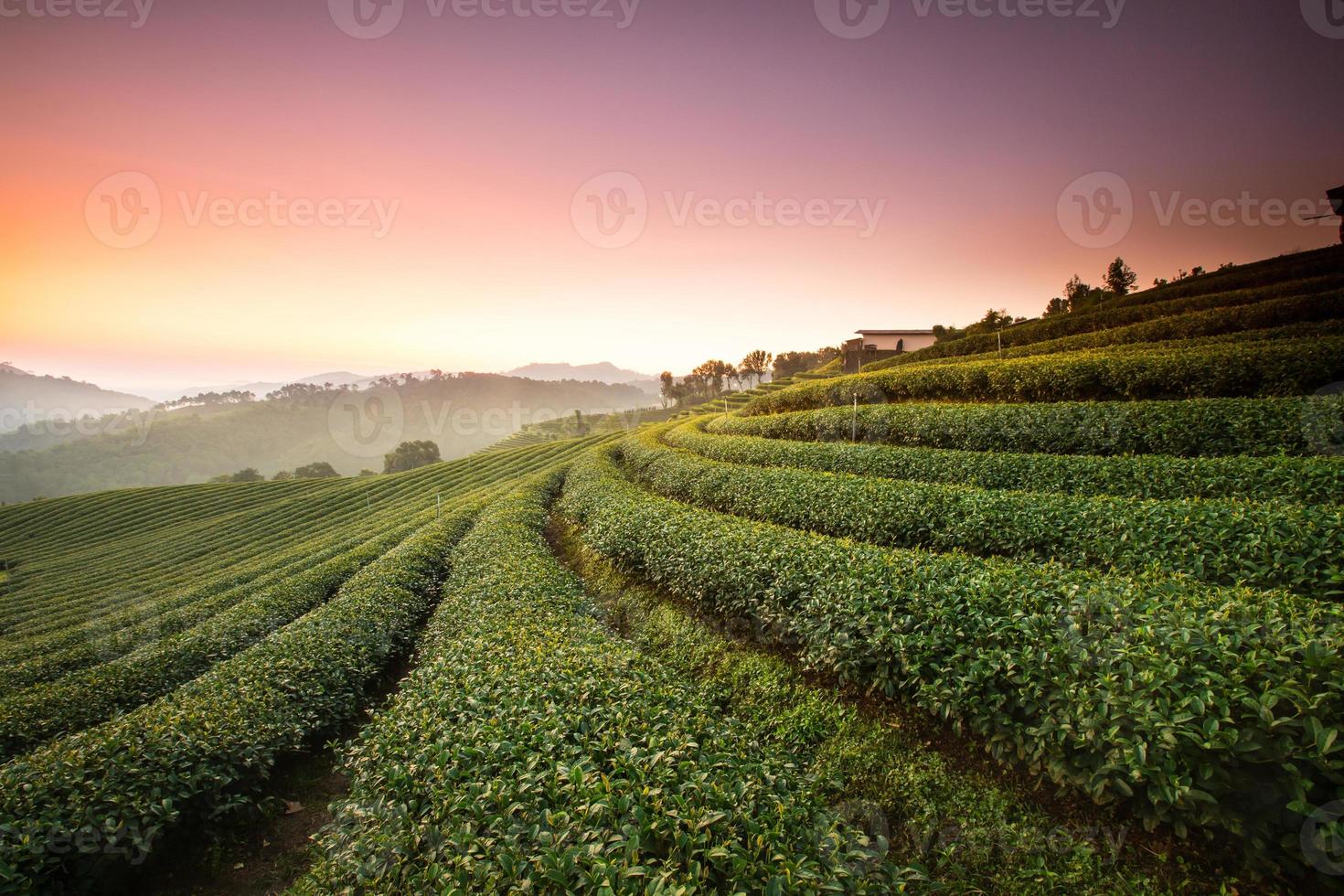 vue du lever du soleil sur le paysage des plantations de thé au 101 thé de chiang rai, au nord de la thaïlande, couleur vibrante et effet de soleil photo