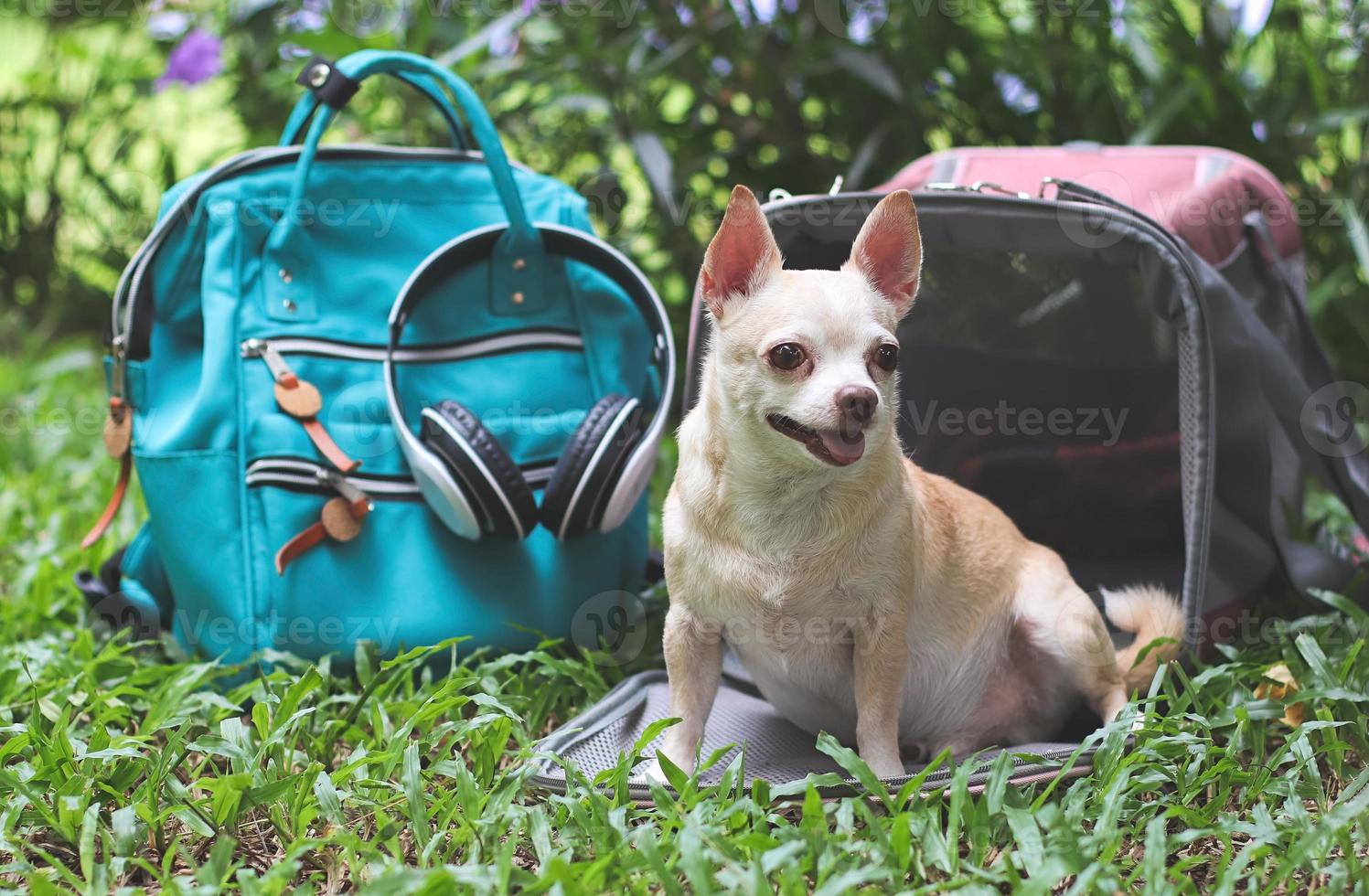 chien chihuahua à cheveux courts brun assis devant un sac de transport pour animaux de compagnie de voyageur en tissu rose sur l'herbe verte dans le jardin avec sac à dos et écouteurs. photo