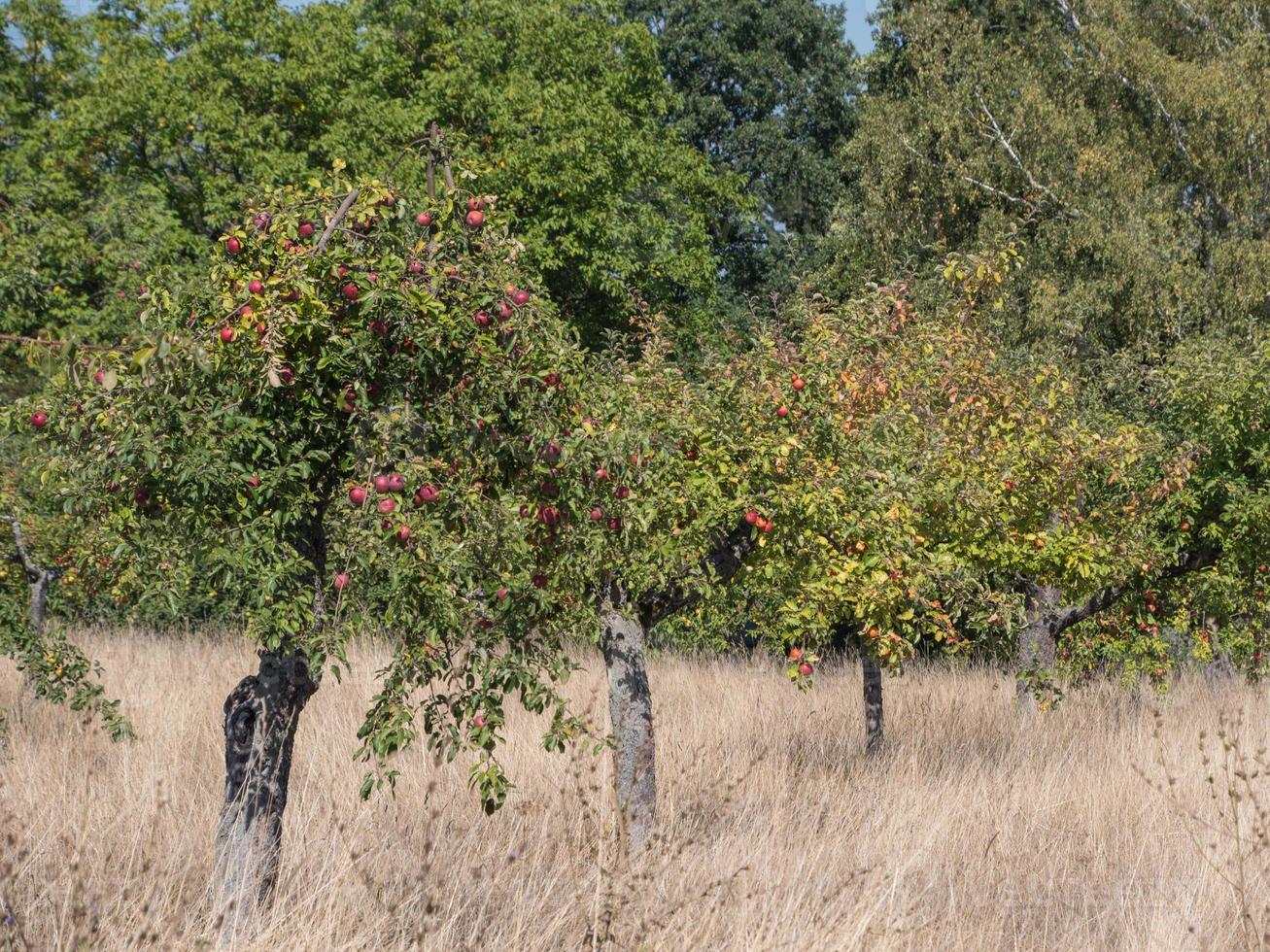 un verger de pommiers en automne. photo