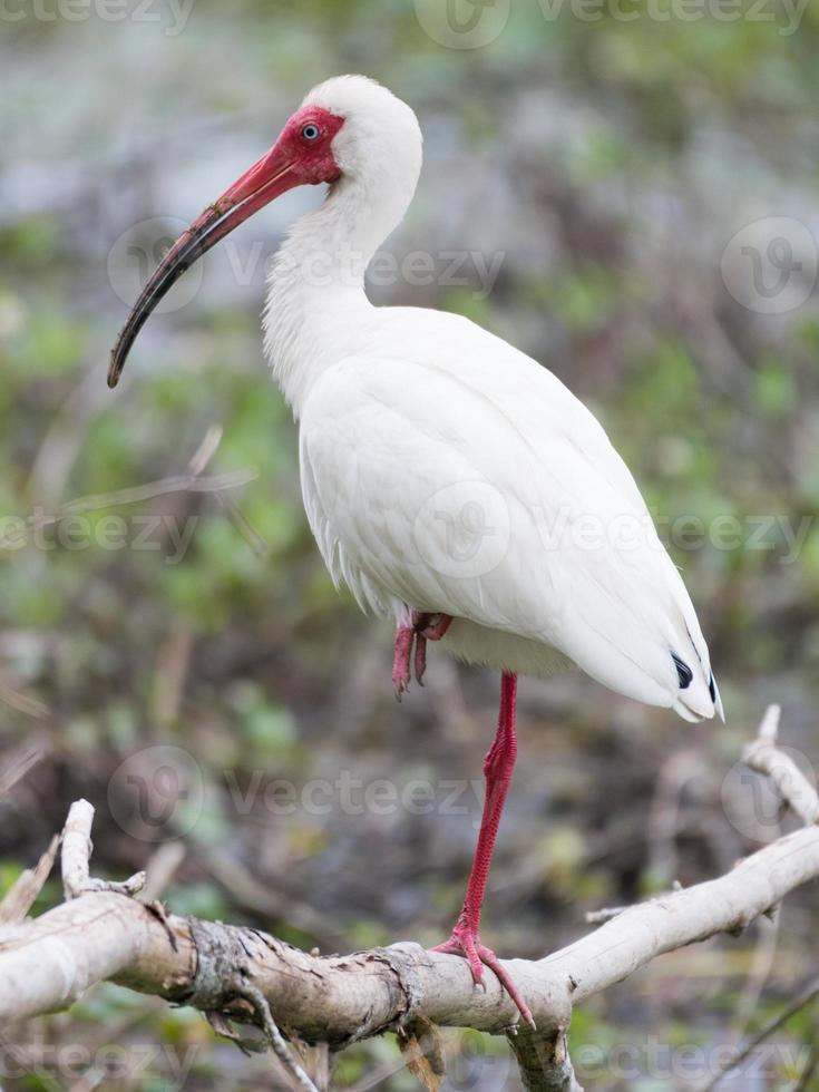 un ibis blanc américain, eudocimus albus, perché sur une branche dans une zone humide côtière. photo