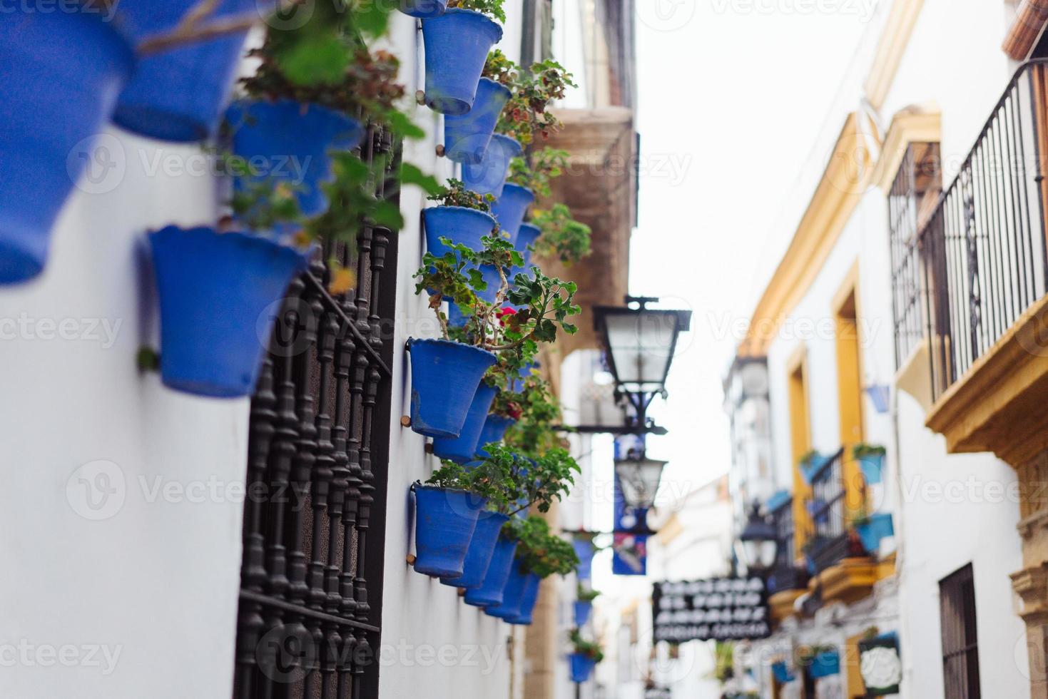 fleurs de bégonia dans des pots bleus photo