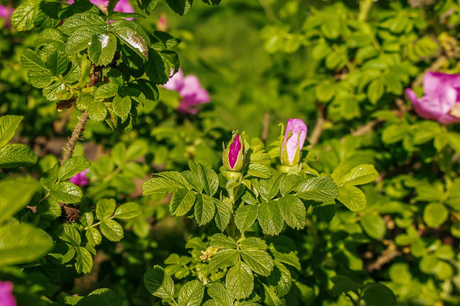 grandes fleurs lumineuses et bourgeons de la rose sauvage de mai sur un buisson photo