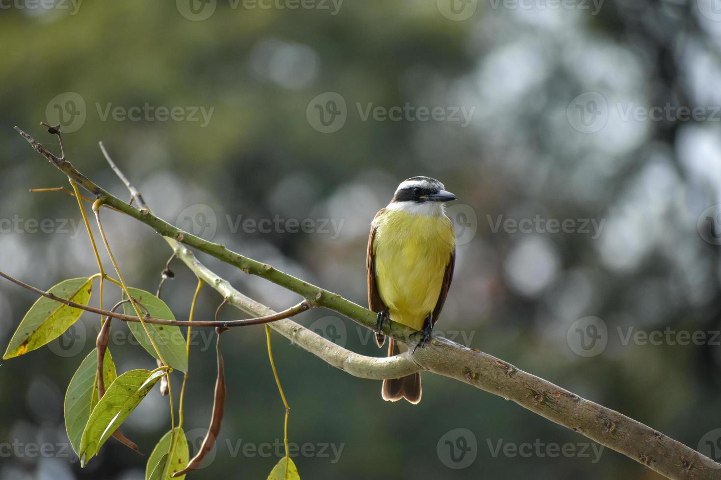 Quiquivi pitangus sulphuratus bienteveo comun dans un parc public de la ville de buenos aires photo