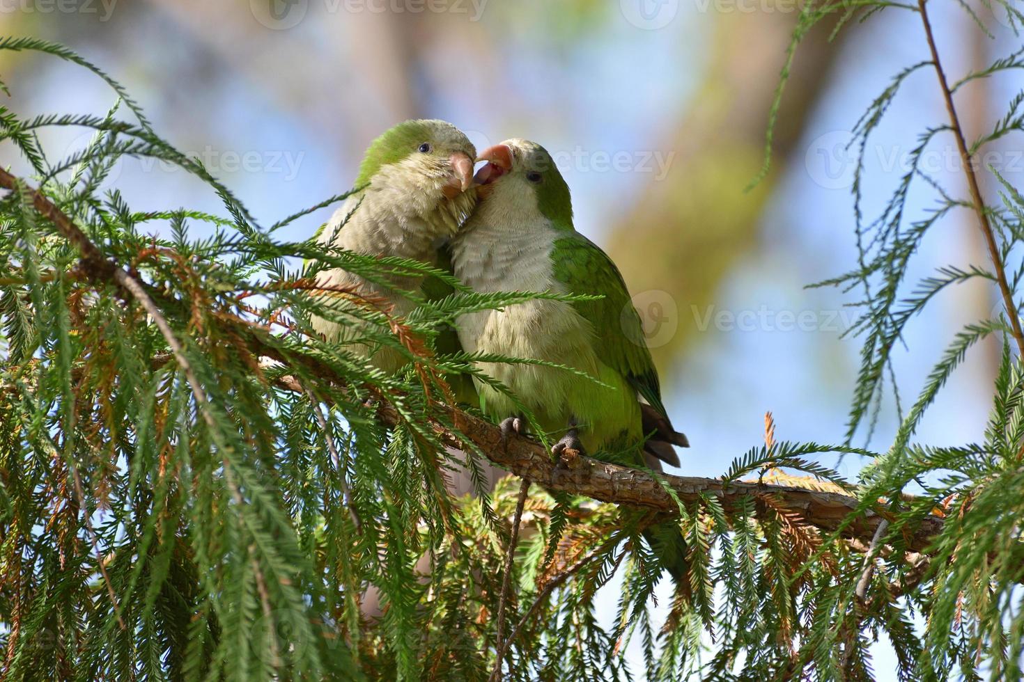 une paire de perruche moine myiopsitta monachus, ou perroquet quaker, câlins photo