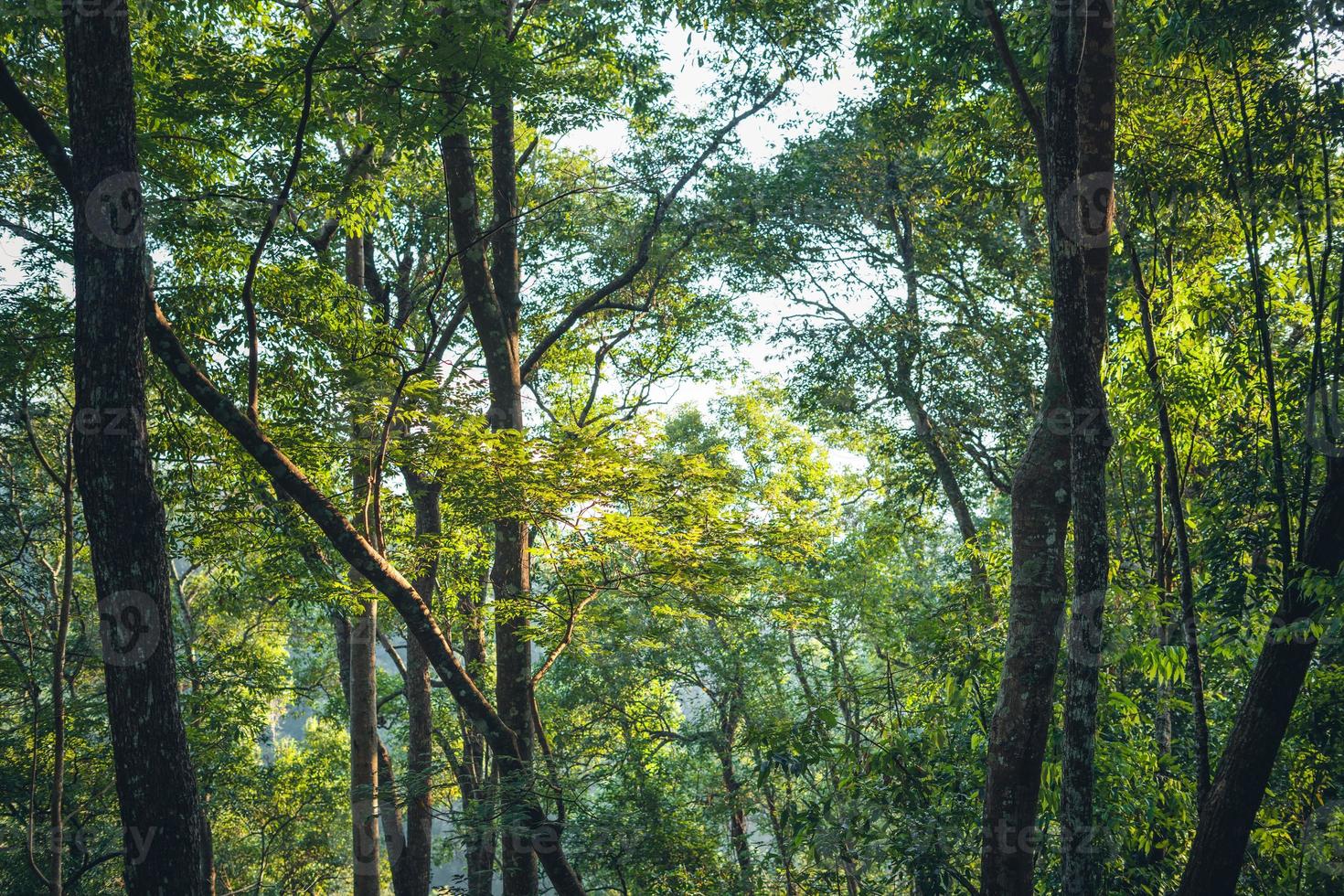 arbre du matin et lumière du soleil dans la forêt photo