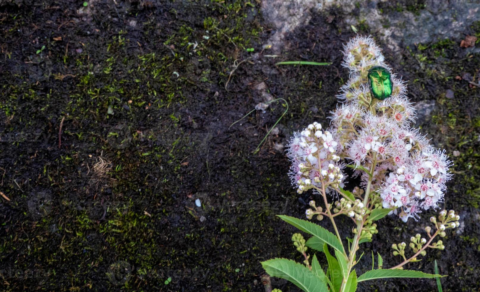 Hanneton rose - cetonia aurata - sur les fleurs de spirea bumalda photo