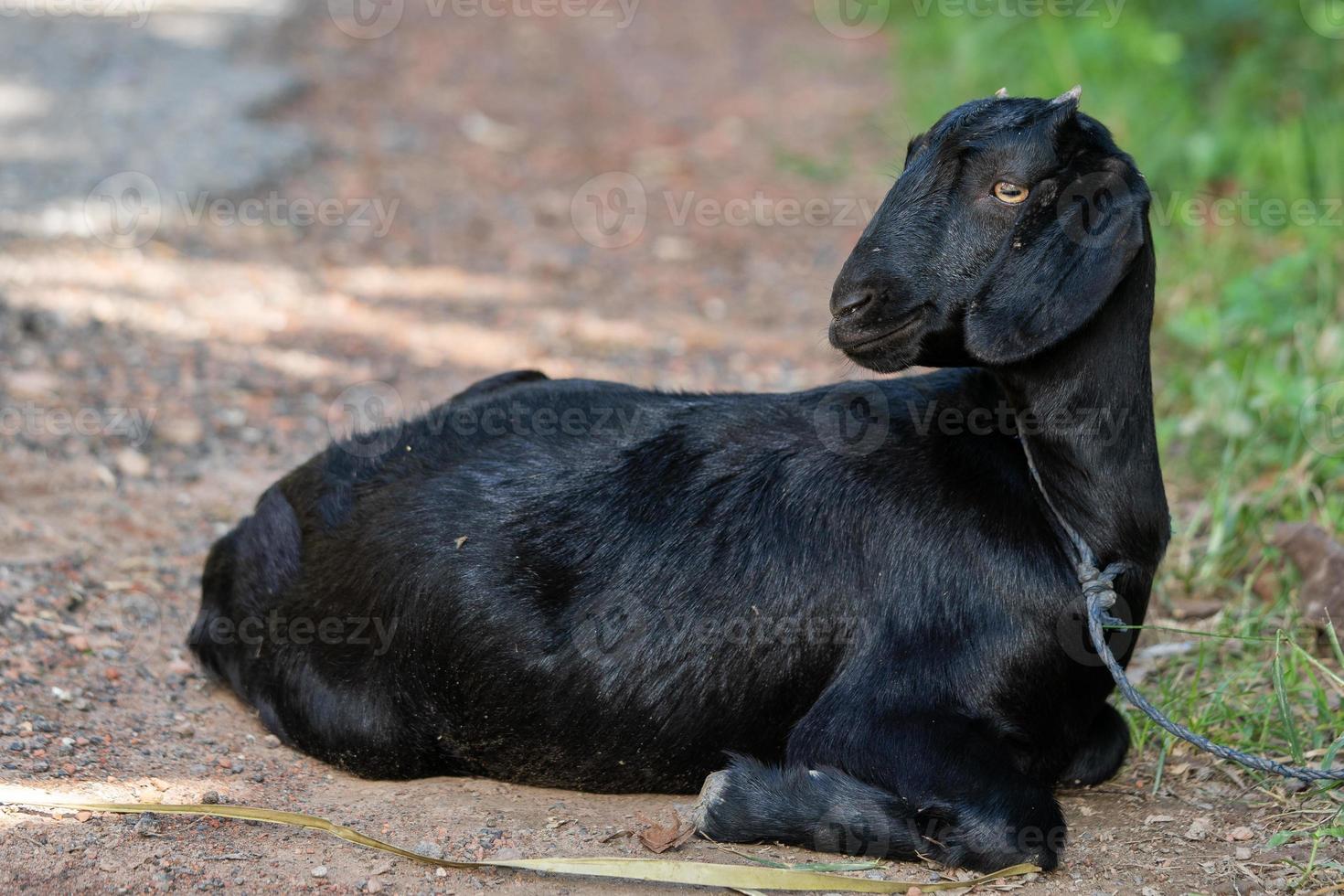 portrait d'une jeune chèvre noire à la ferme photo