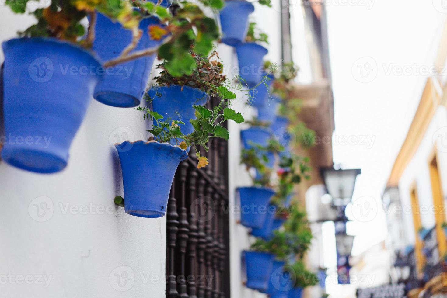 fleurs de bégonia dans des pots bleus photo