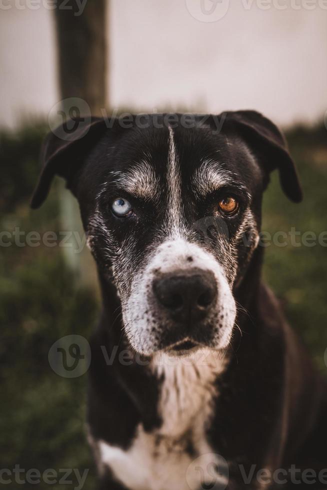 portrait de chien avec 2 couleurs d'yeux différentes photo