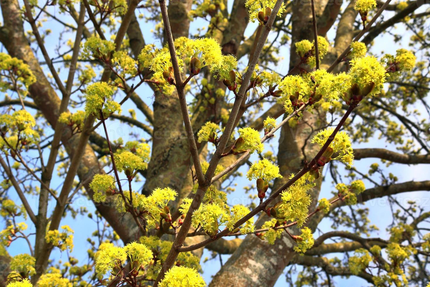 beaux cerisiers et pruniers en fleurs au printemps avec des fleurs colorées photo