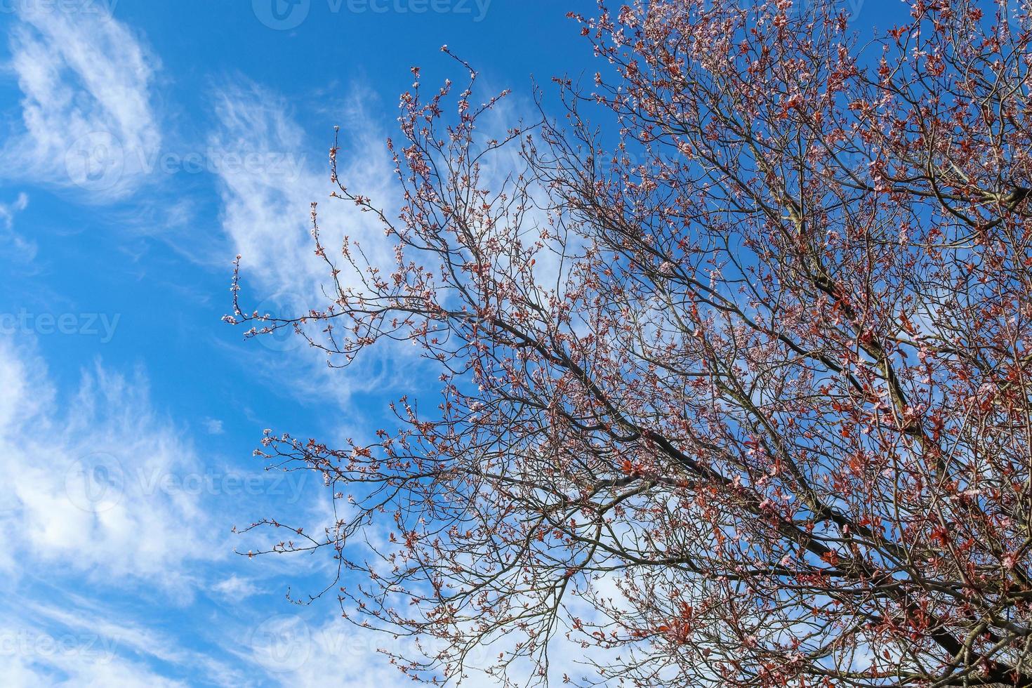 beaux cerisiers et pruniers en fleurs au printemps avec des fleurs colorées photo