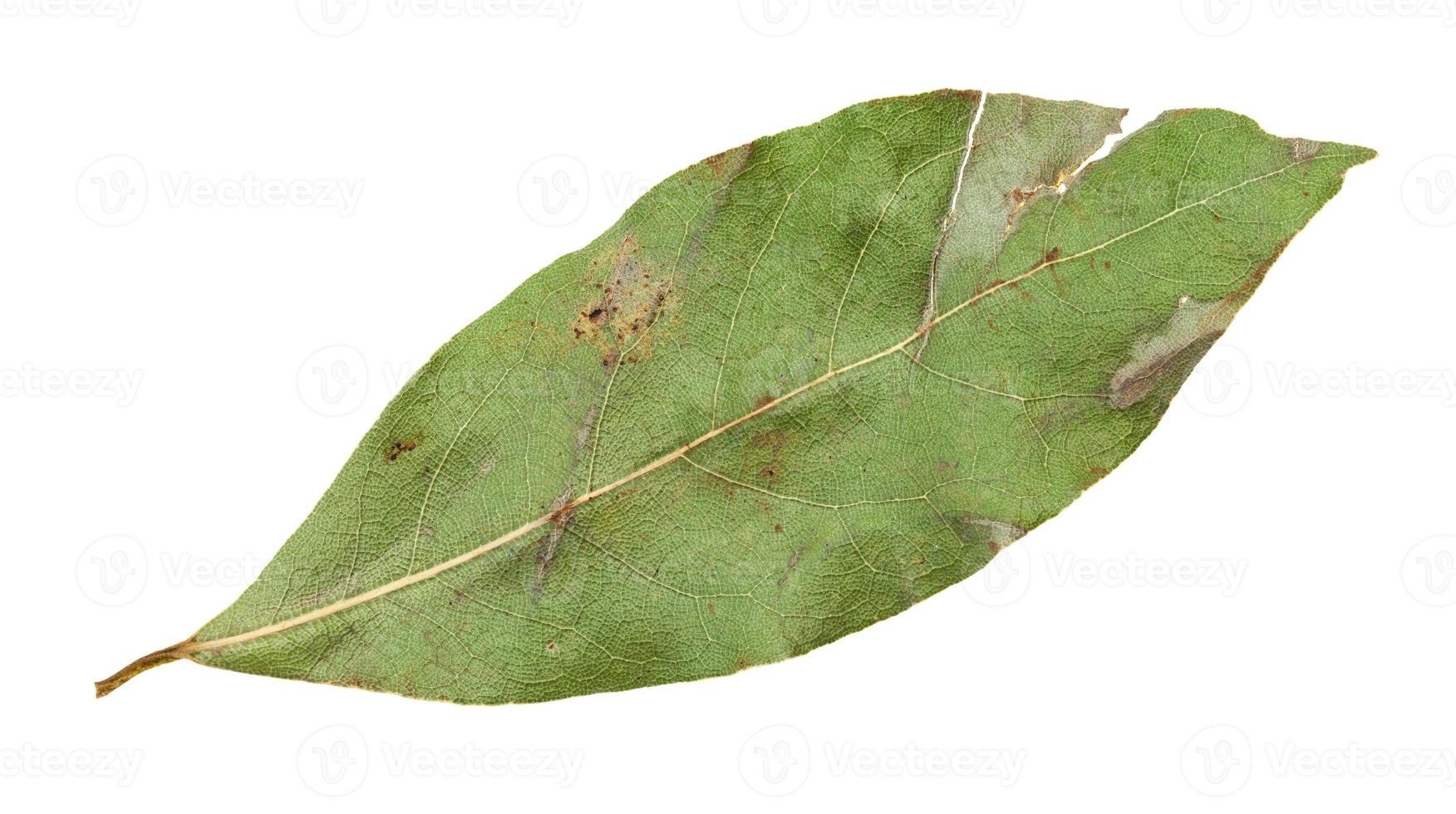 Feuille de laurier séchée isolée sur blanc photo