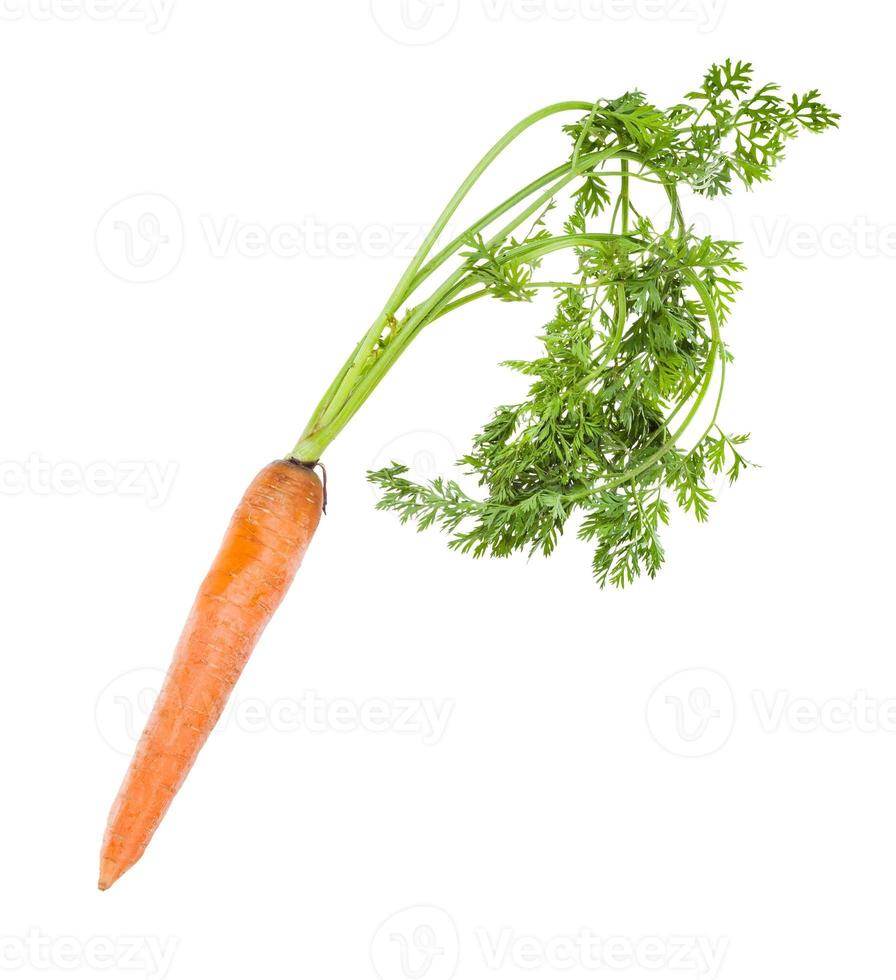 carotte de jardin biologique fraîche unique avec des verts photo