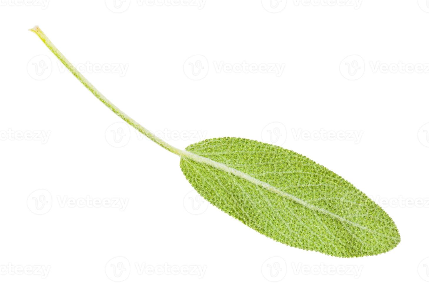 face arrière de la feuille verte de la plante de sauge isolée photo