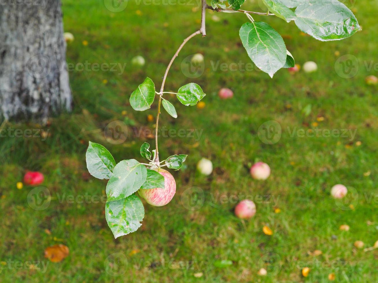 pomme sur une branche sur des fruits mûrs tombés photo