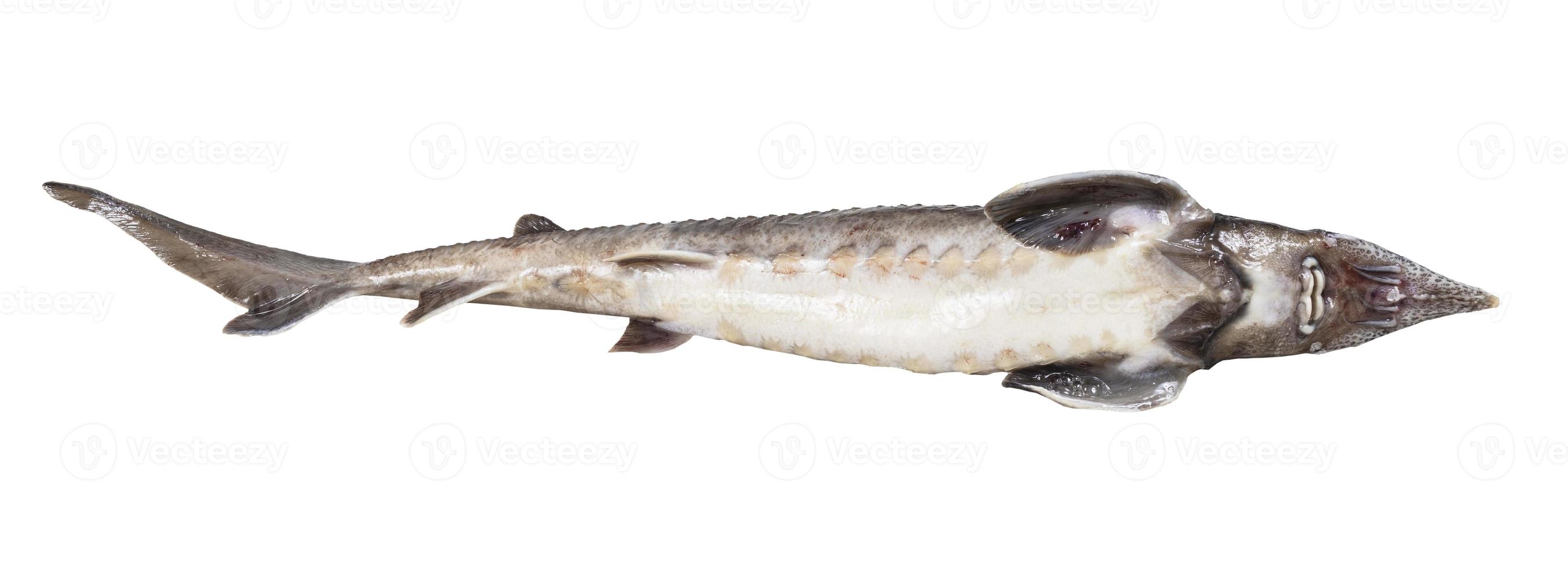 ventre de poisson d'esturgeon frais isolé sur blanc photo