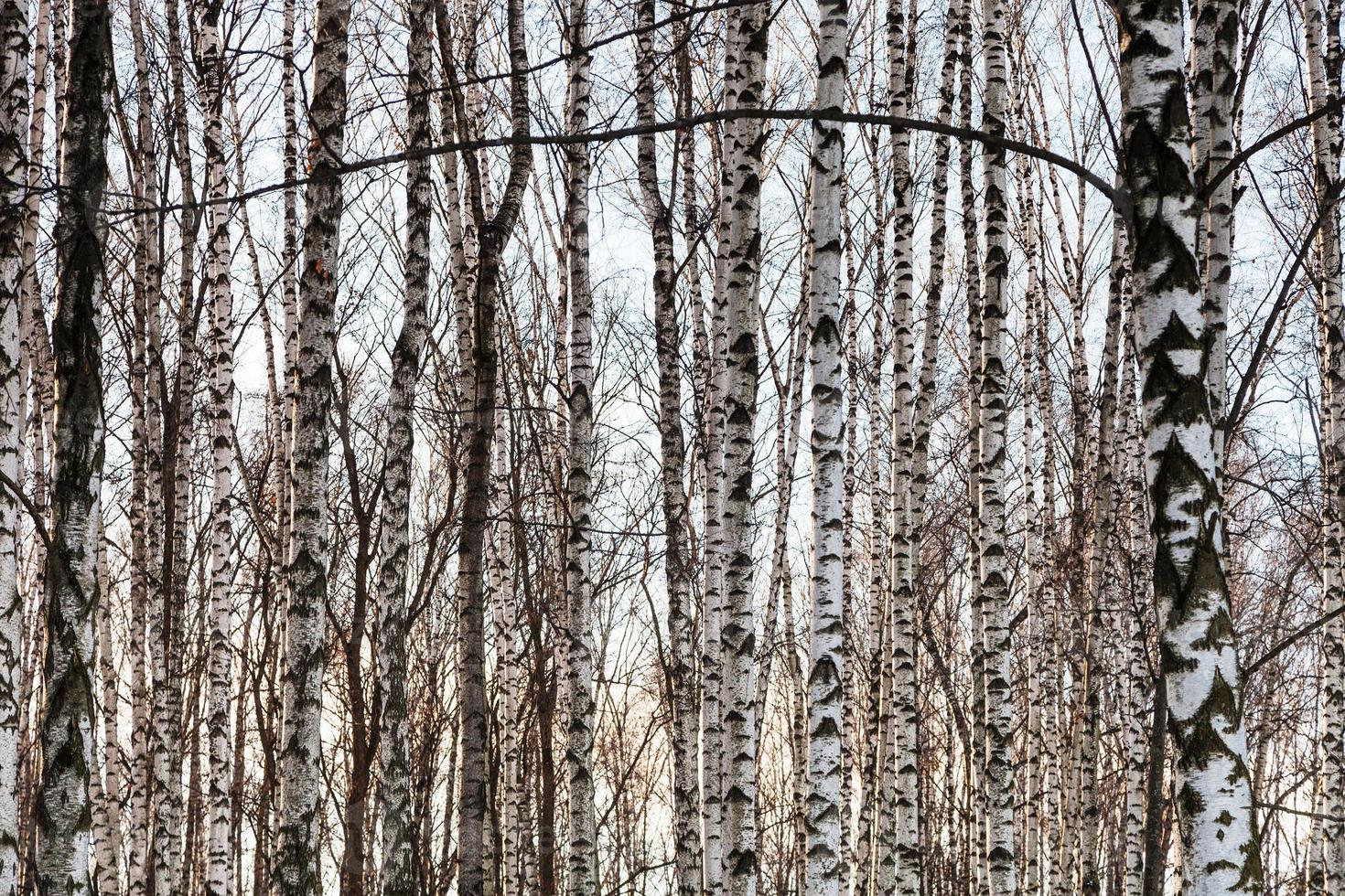 Troncs nus de bouleau blanc dans la forêt d'hiver photo