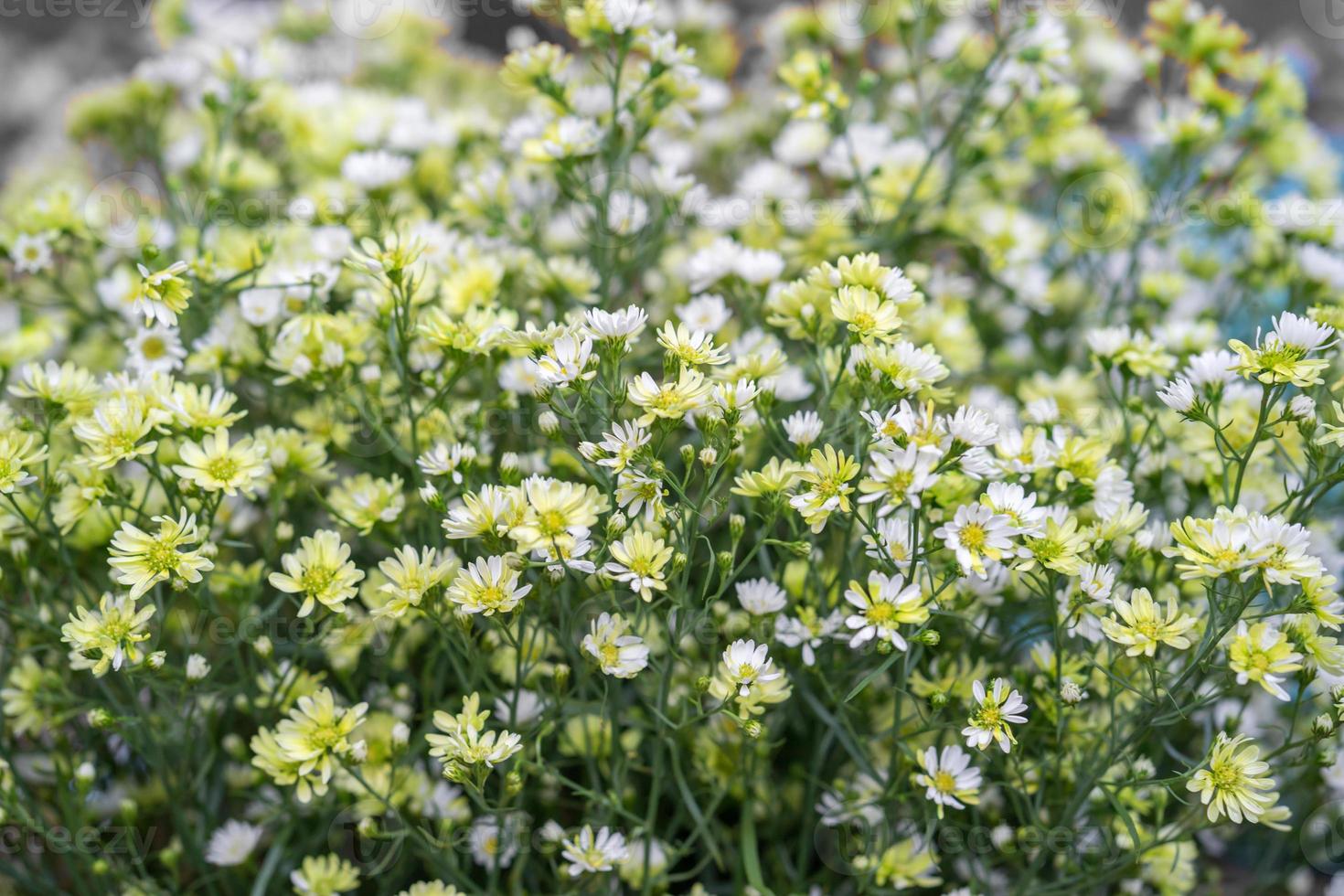 fleurs de coupeur blanc dans le jardin photo