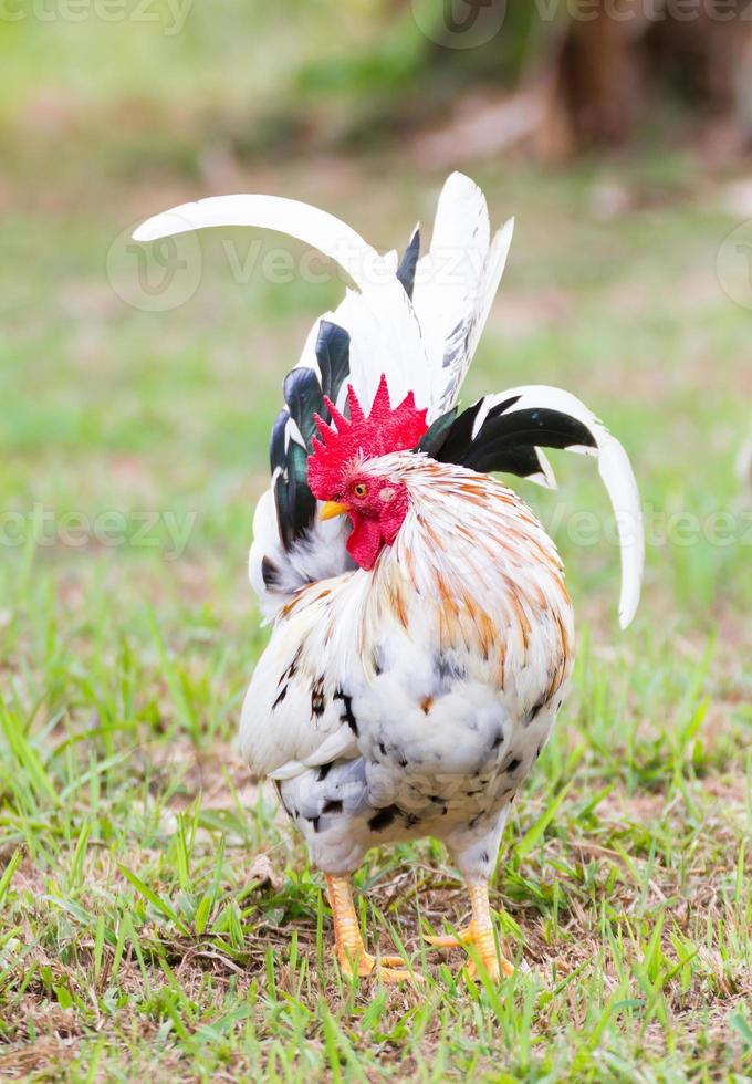 Bantam blanc sur l'herbe photo