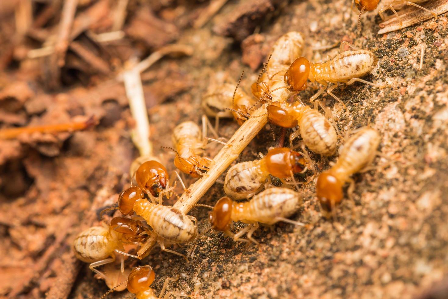 les termites aident à décharger les copeaux de bois. photo