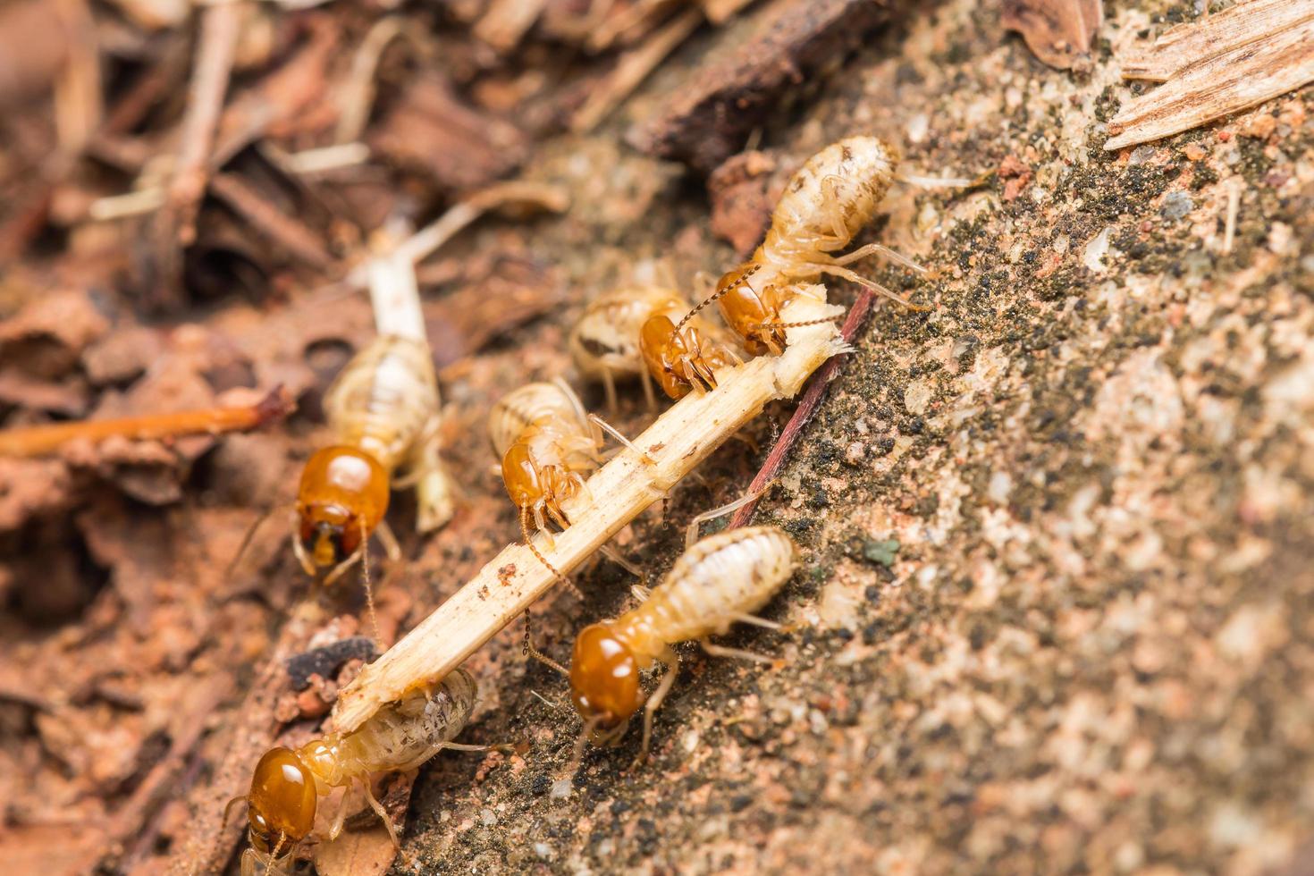 les termites aident à décharger les copeaux de bois. photo