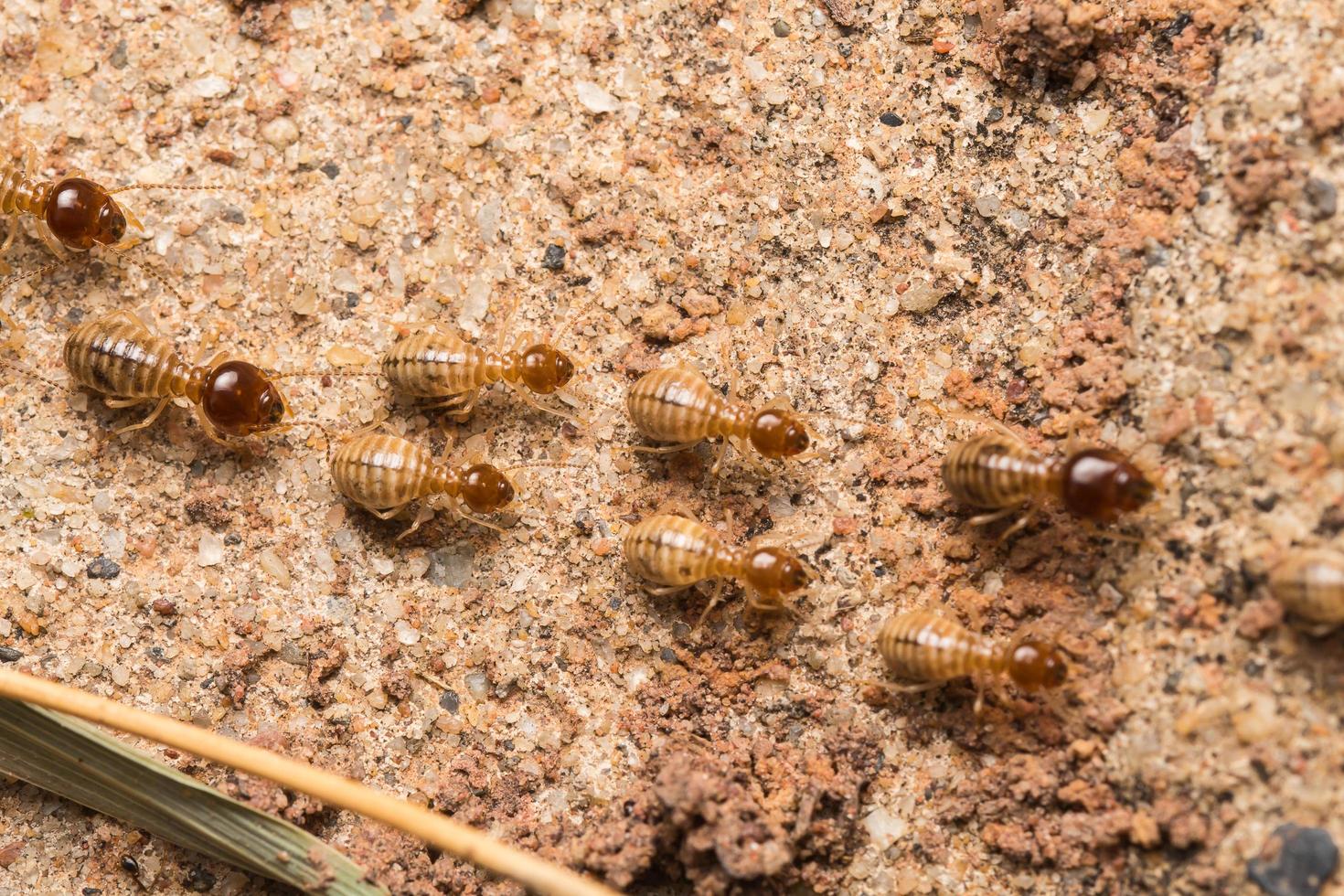 les termites aident à décharger les copeaux de bois. photo