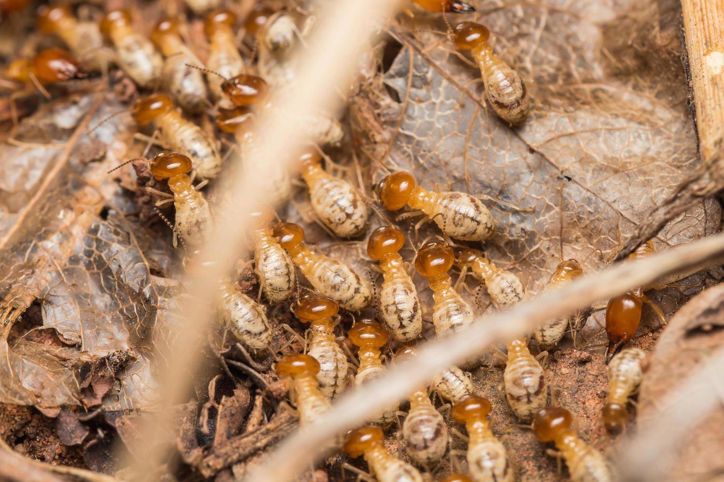 les termites aident à décharger les copeaux de bois. photo