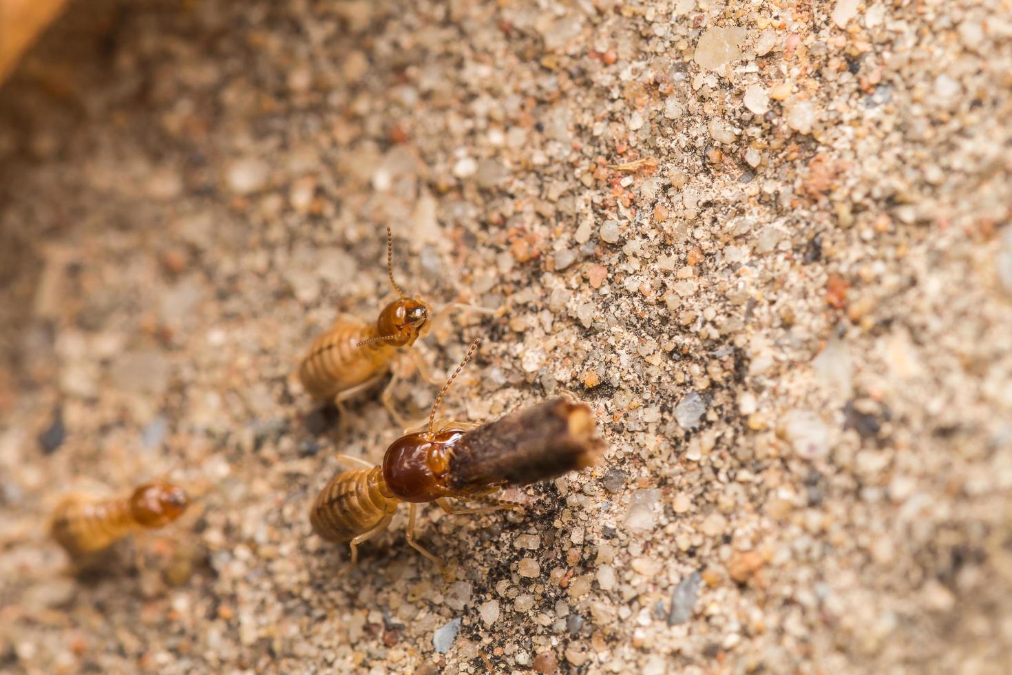 les termites aident à décharger les copeaux de bois. photo