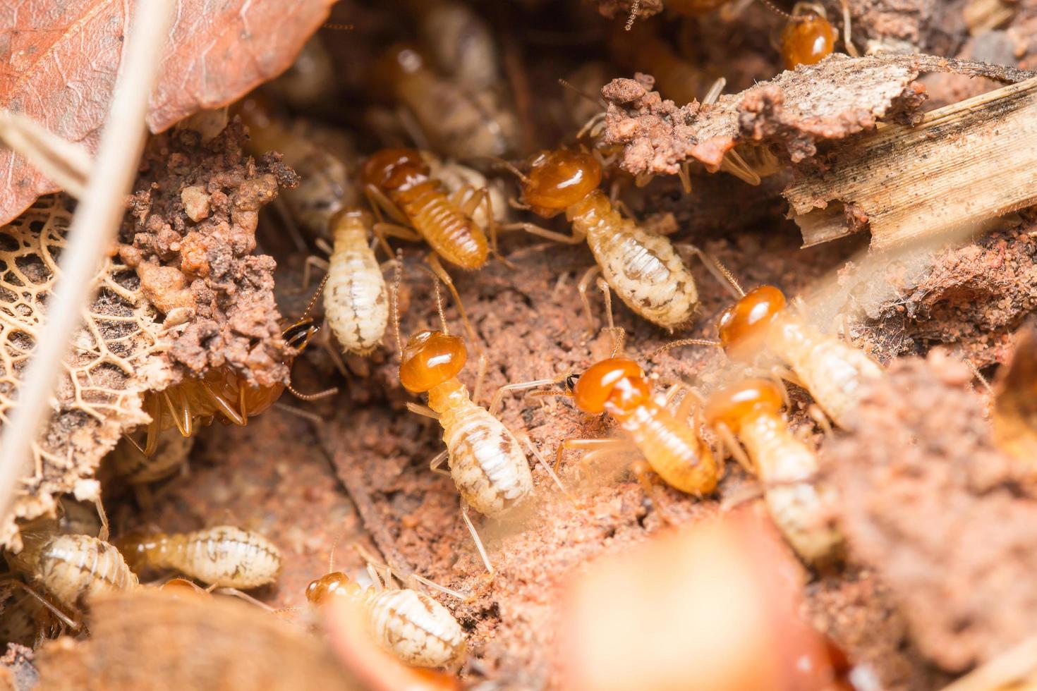 les termites aident à décharger les copeaux de bois. photo