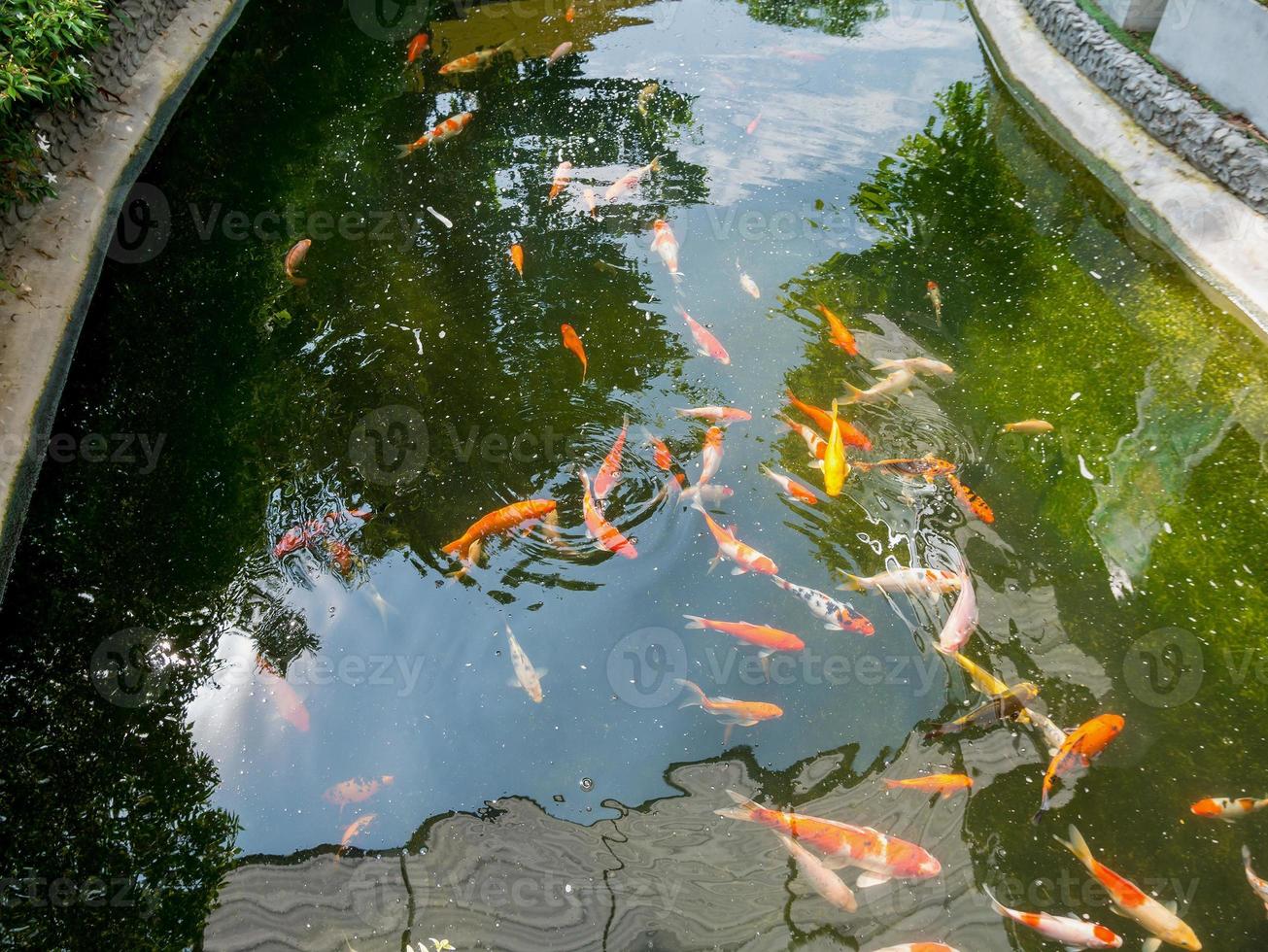 poissons koi dans l'étang de koi dans le jardin photo