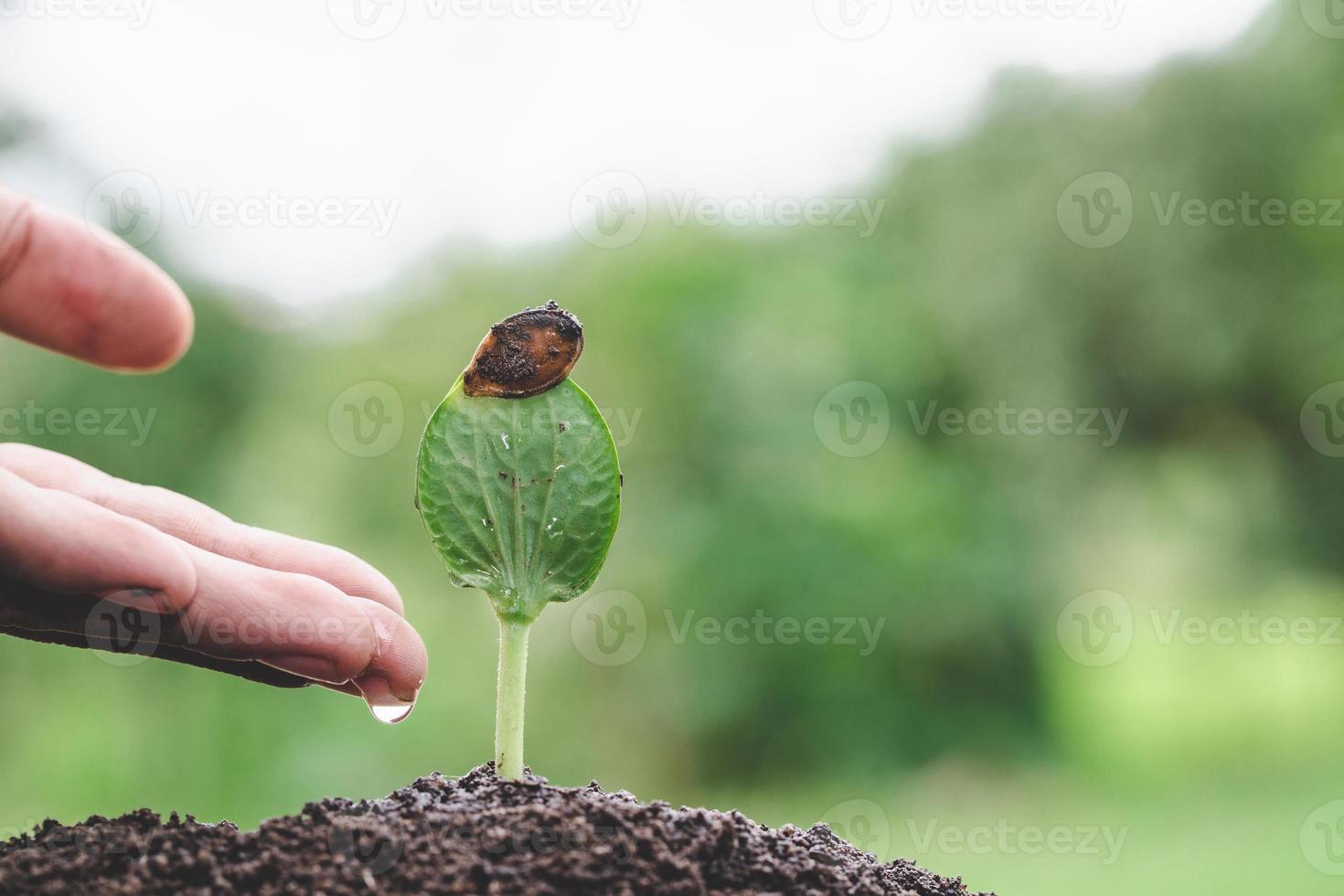 les mains gouttent de l'eau sur les petits semis, plantent un arbre, réduisent le réchauffement climatique, journée mondiale de l'environnement photo