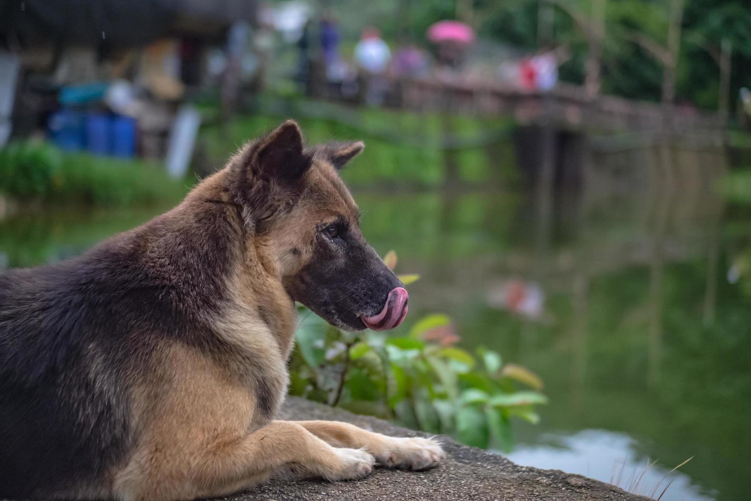 Cutie dog in etong village at kanchanaburi city thailand.pilok mine l'ancienne mine près de la frontière thai-myanmar photo