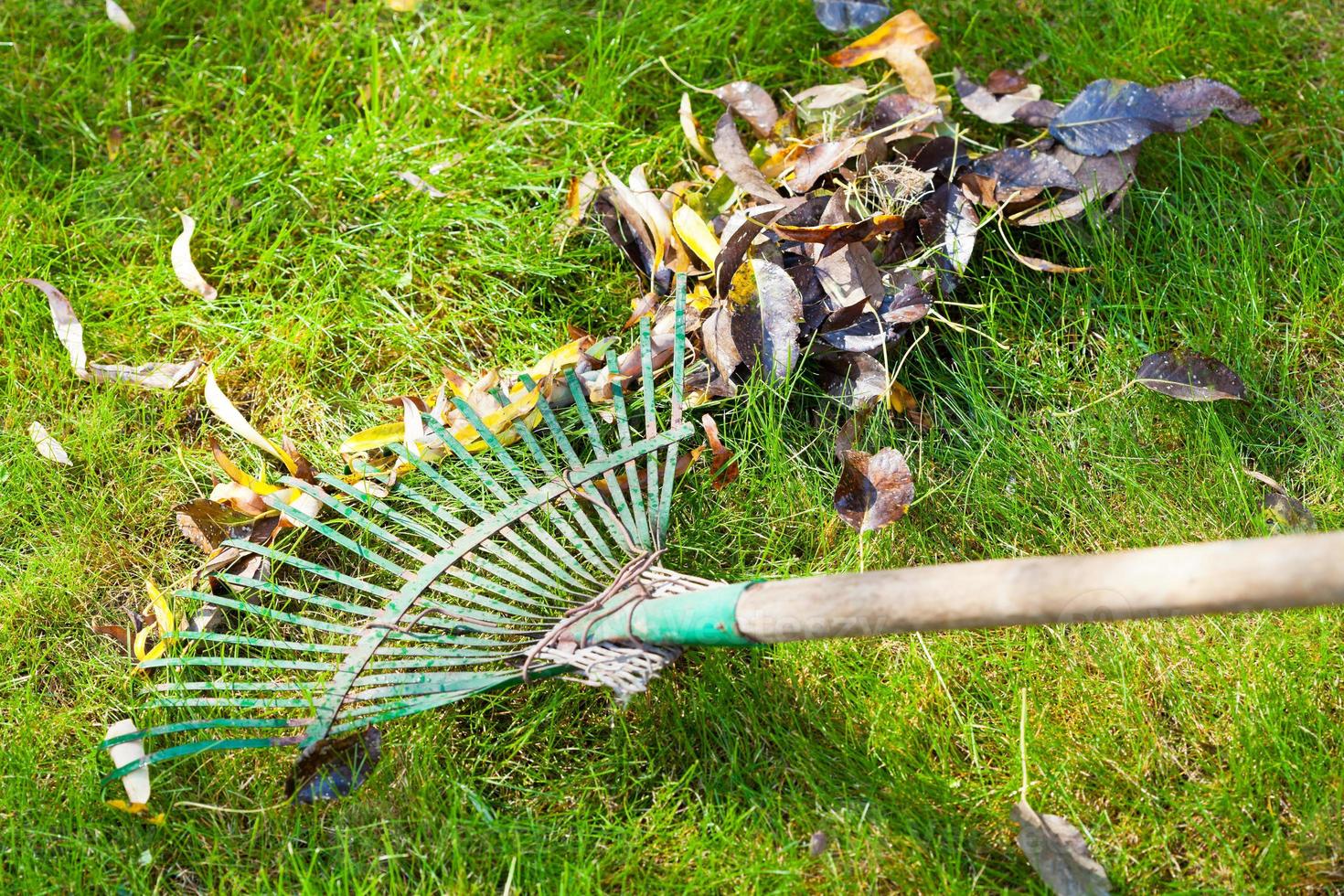 nettoyer la pelouse verte des feuilles d'automne photo