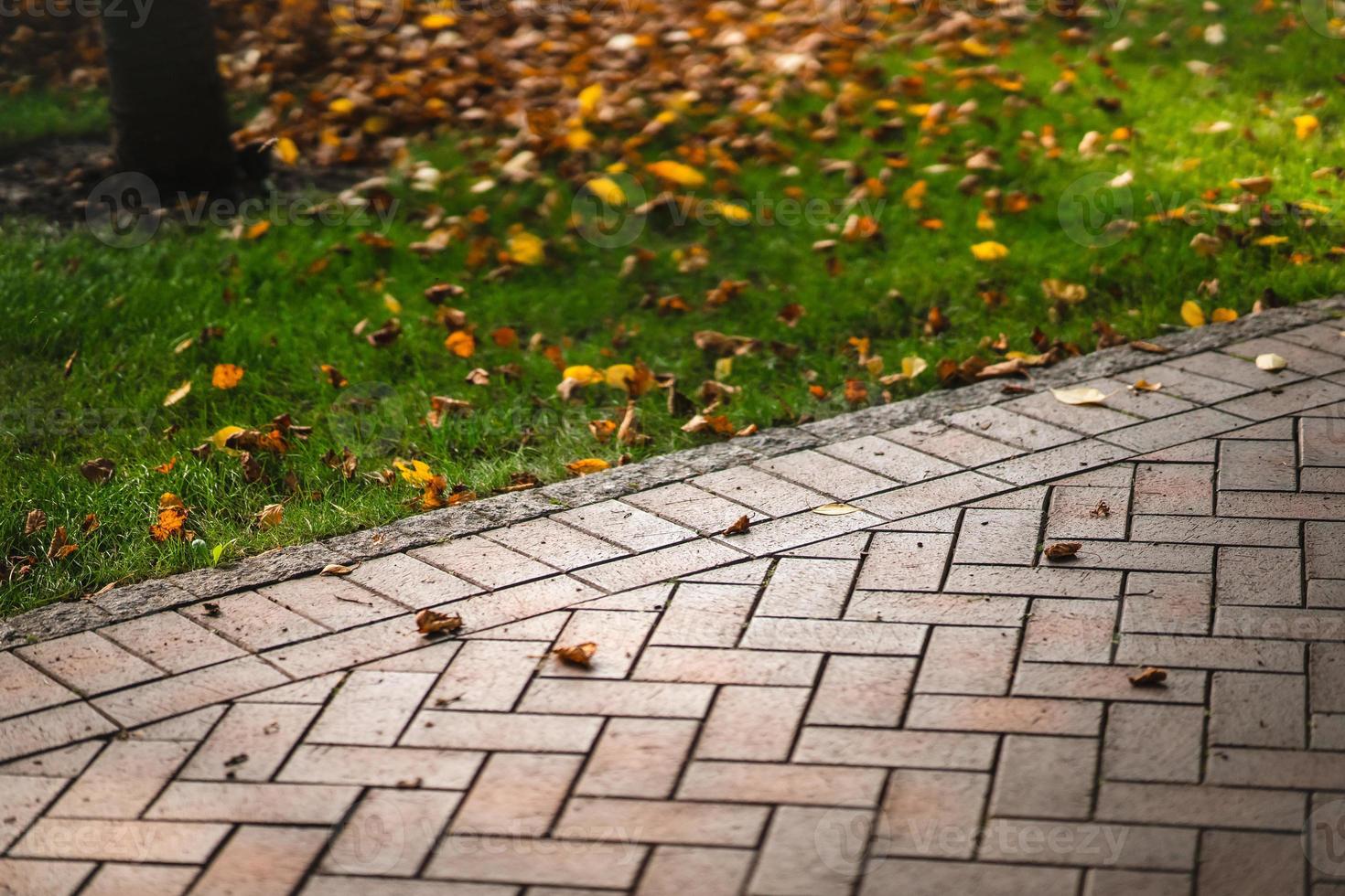 texture de fond des allées paysagères parmi l'herbe verte et les feuilles photo