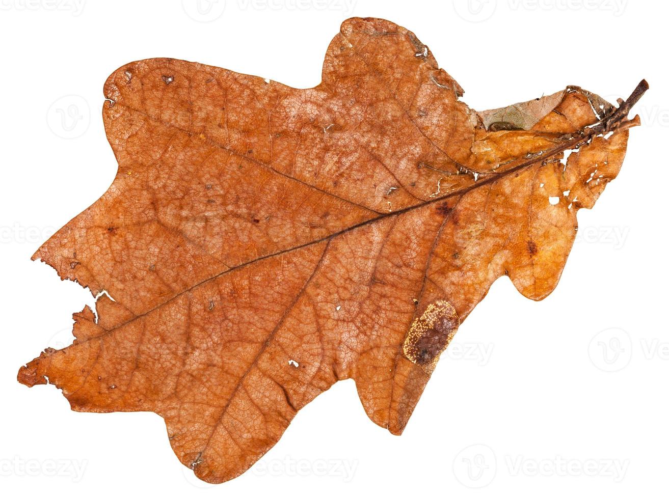 feuille séchée brune de chêne isolé photo