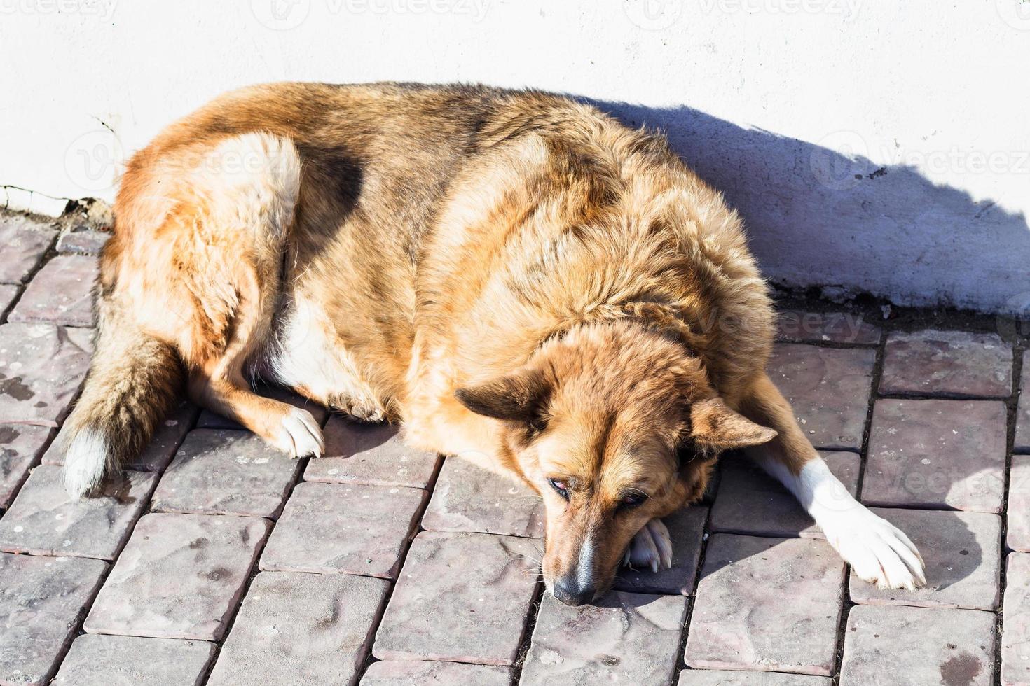 chien rouge sans abri se trouve sur le trottoir photo