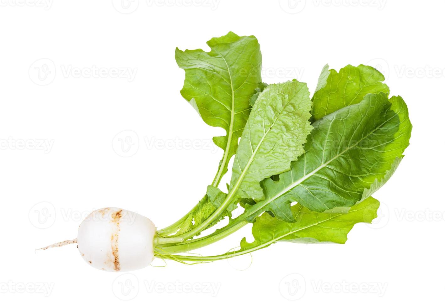 navet de salade blanche japonaise de kokabu avec des verts photo