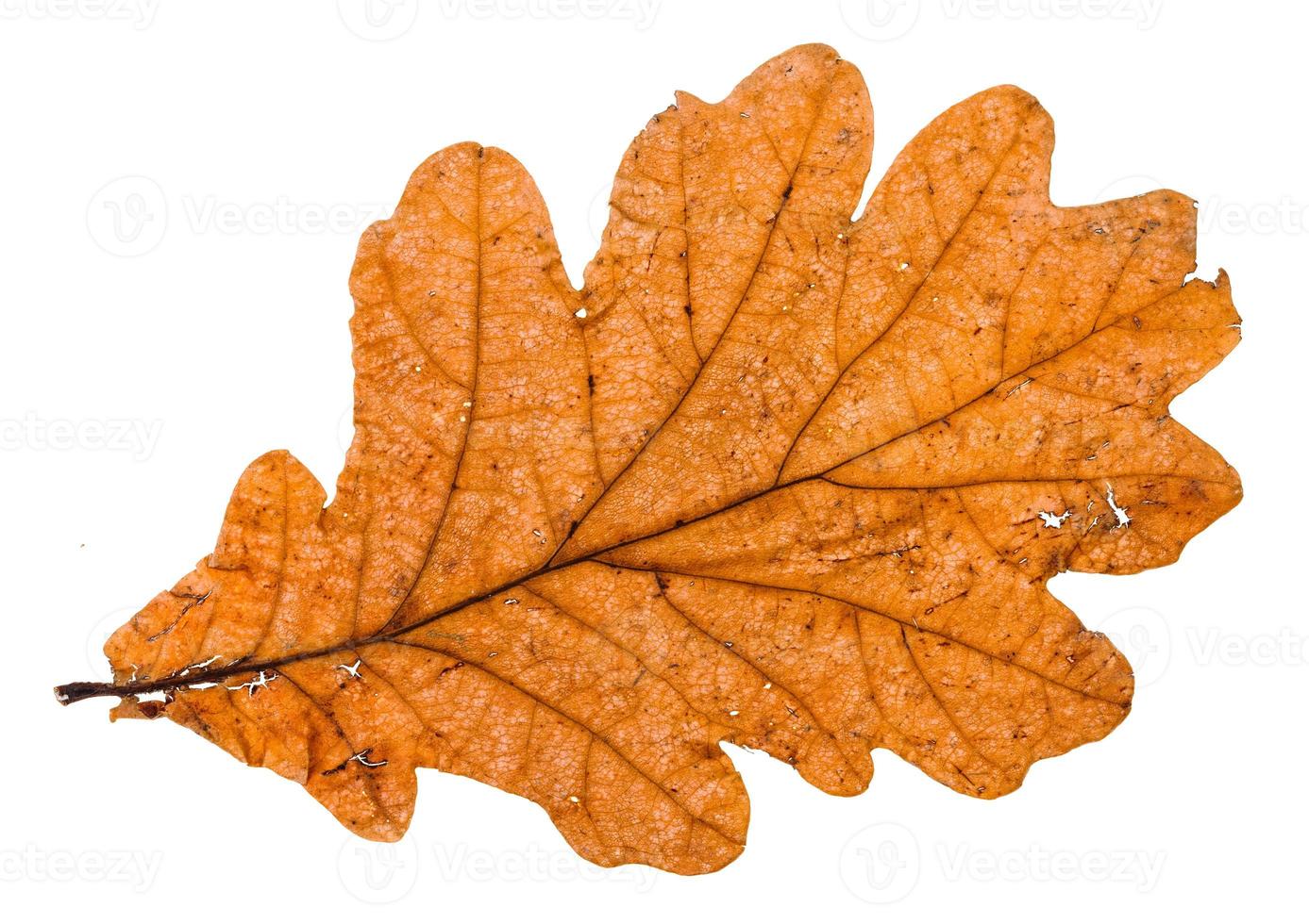 feuille cassée d'automne de chêne isolé photo