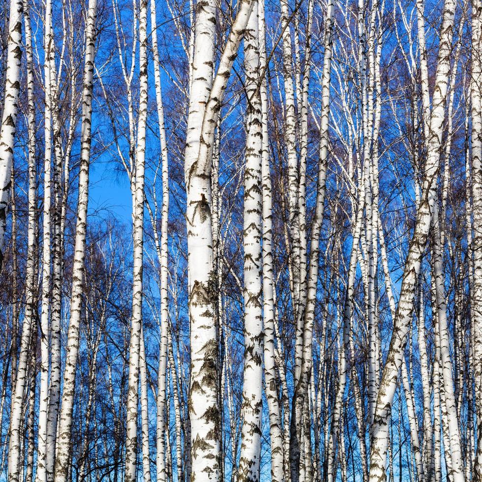 troncs de bouleau blanc et ciel bleu photo