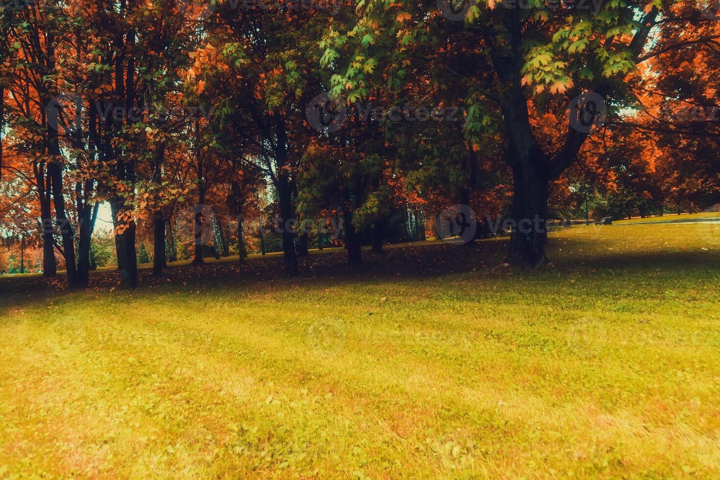 arbres dans le parc de la ville d'automne photo